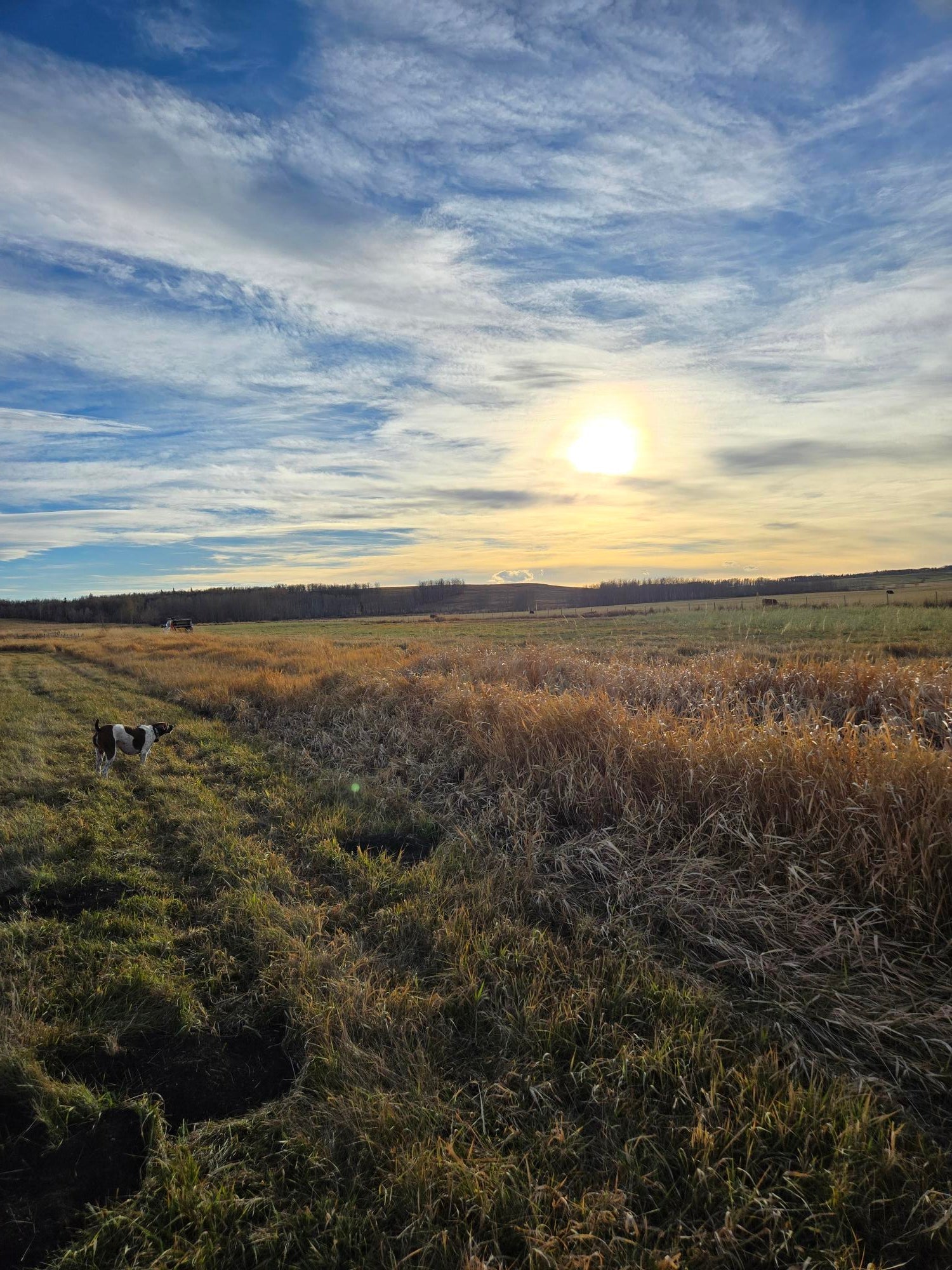 Bird Dog Training Grounds