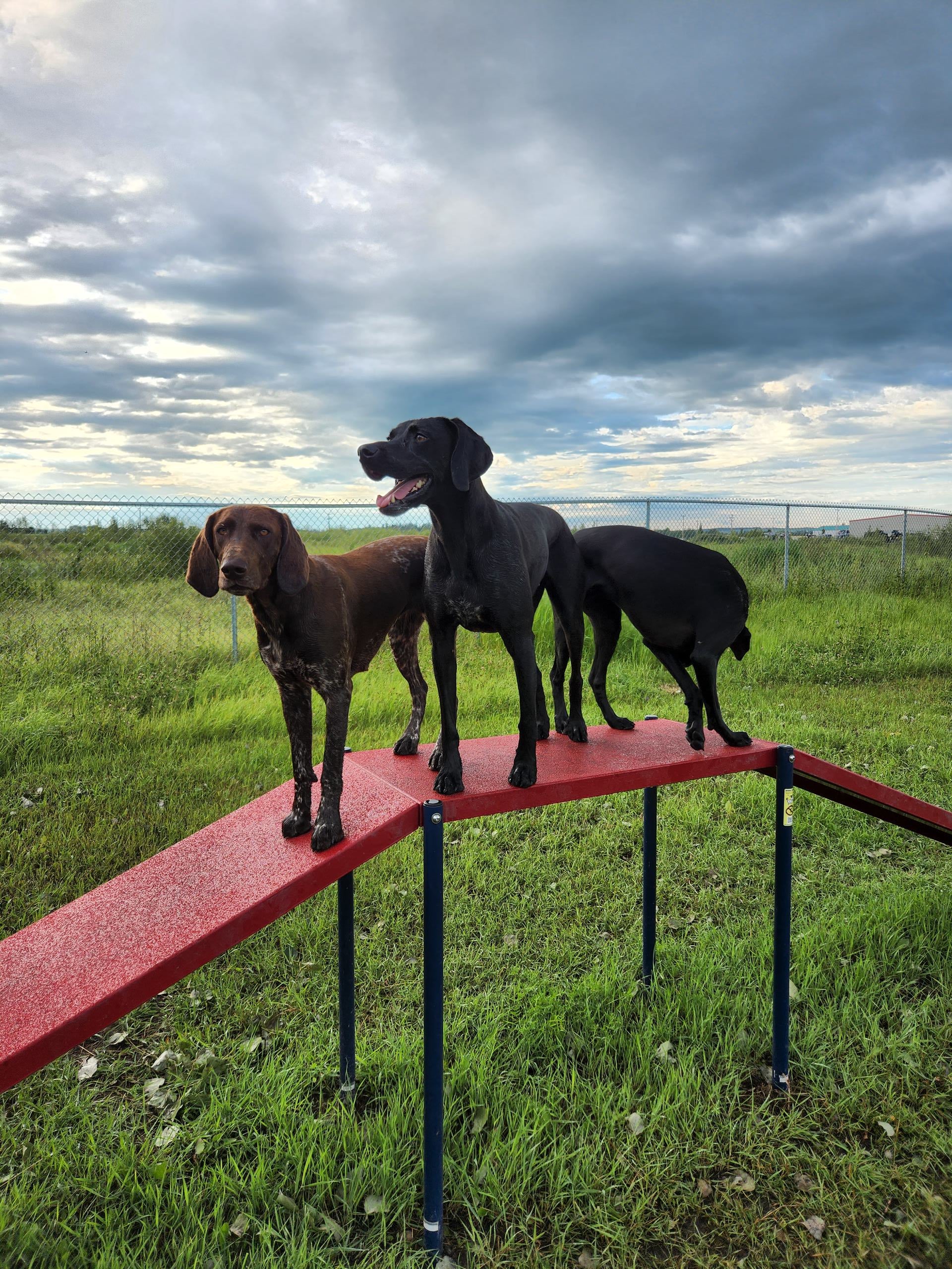 Family Dog Training Programs Overview