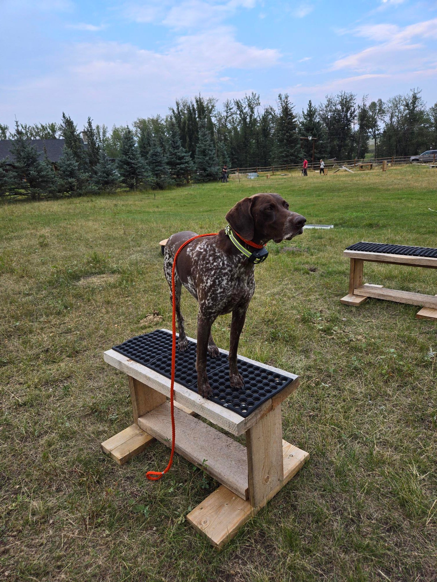 Dog Boarding and Training near Calgary, Alberta - Lone Pine Sporting Dogs