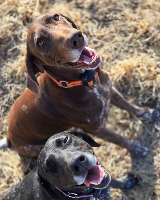 Lone Pine Sporting Dogs - Dog Boarding and Training near Calgary, Alberta