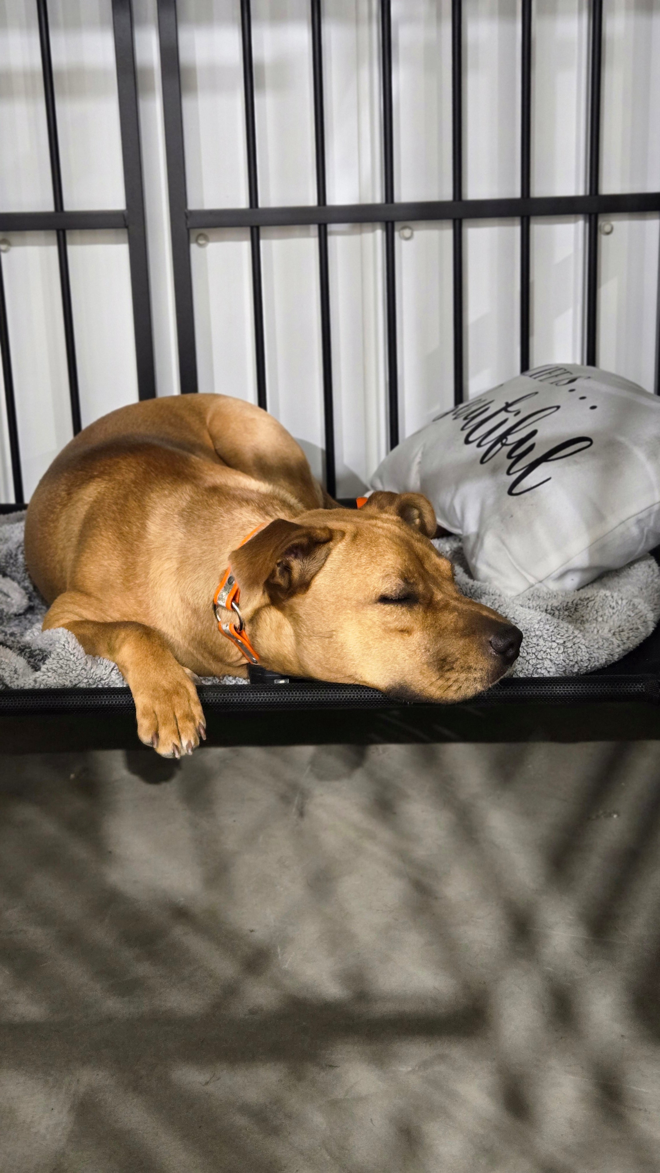 Enrichment Add-Ons for Boarding & Daycare