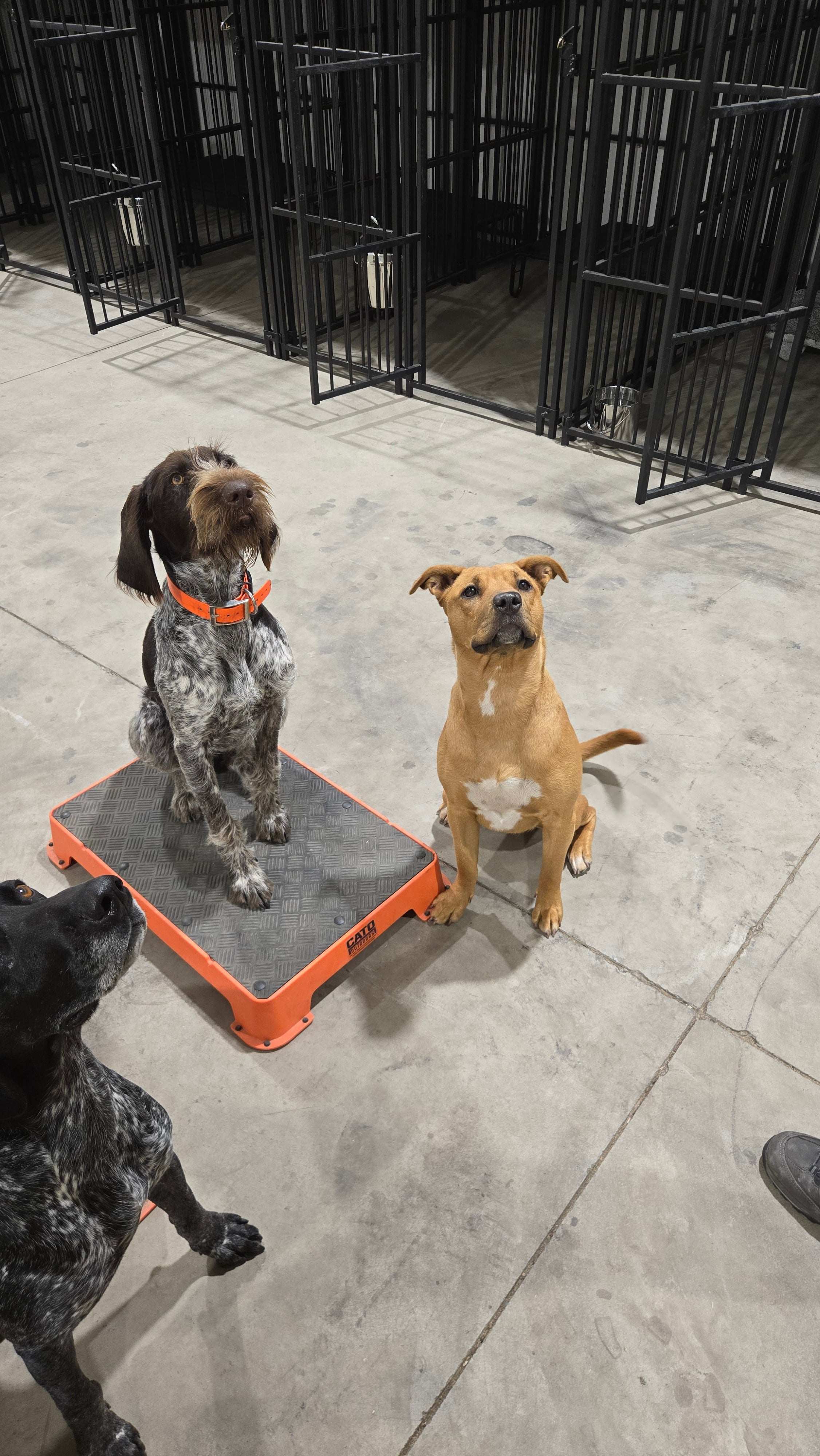 Family Dog Training Programs Overview