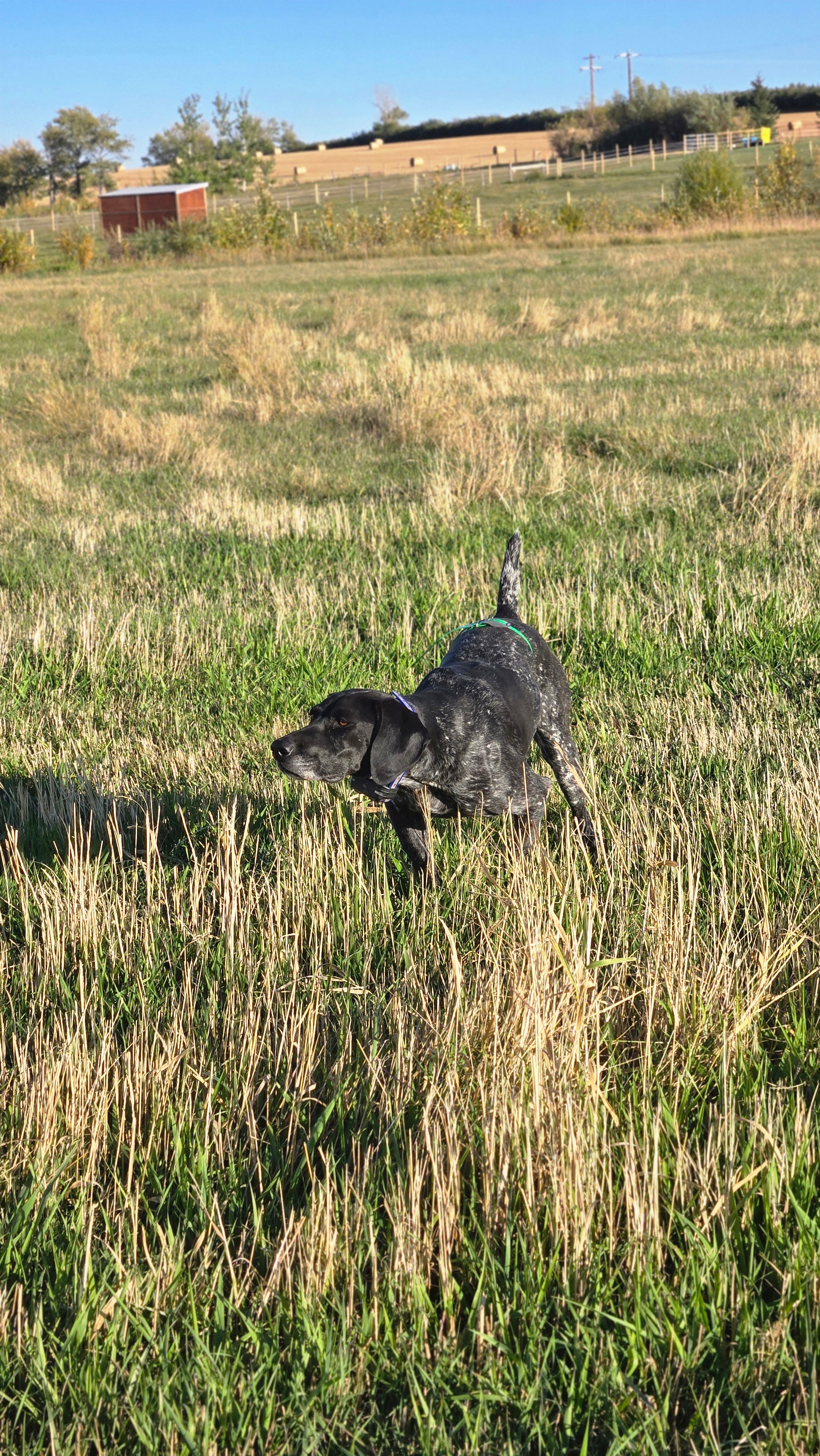 Advanced Pointing Dog Program