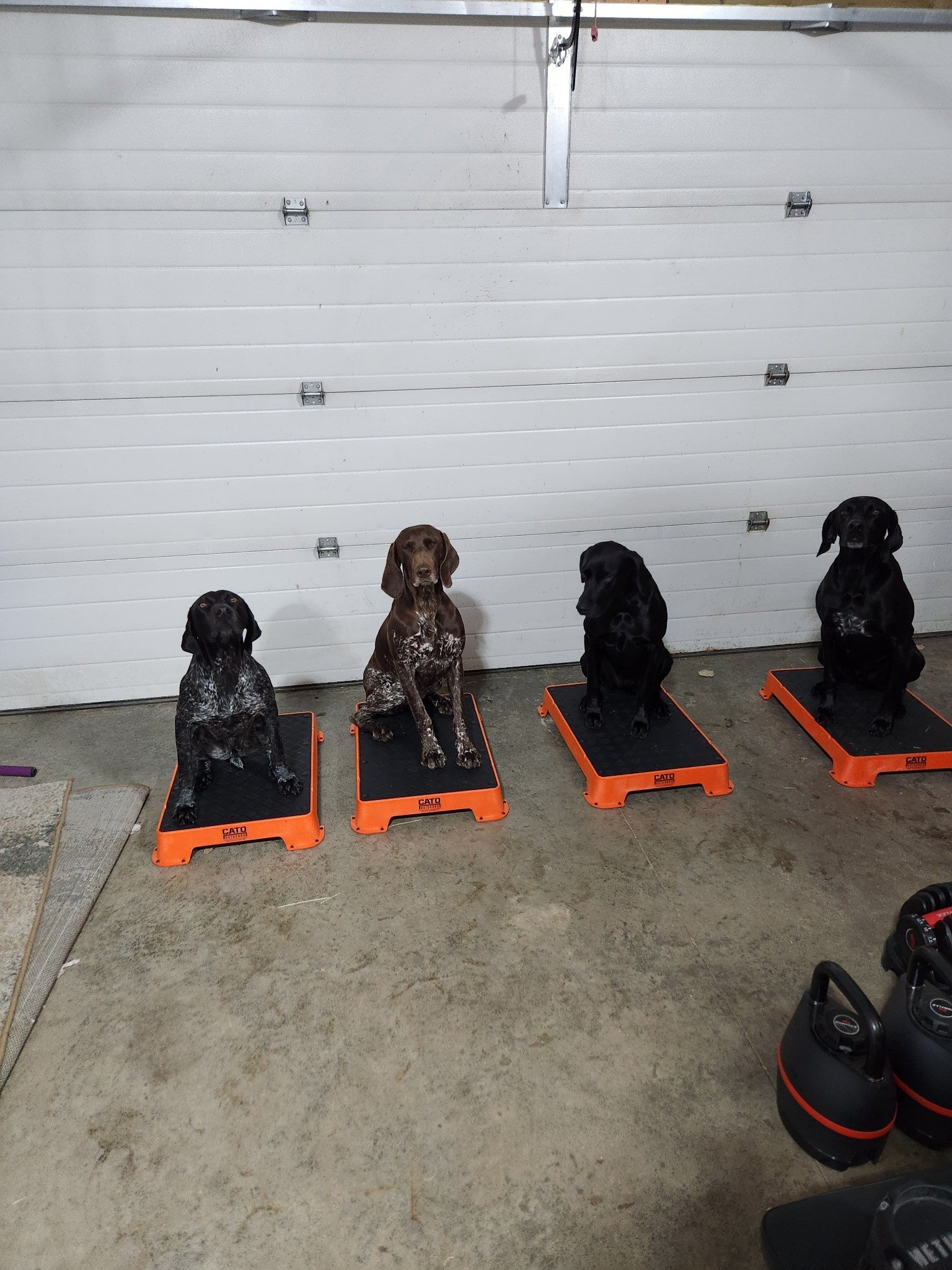 Lone Pine Sporting Dogs - Dog Boarding and Training near Calgary, Alberta