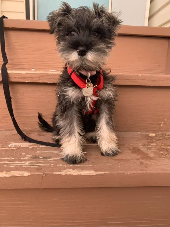 Private Puppy Training Lessons