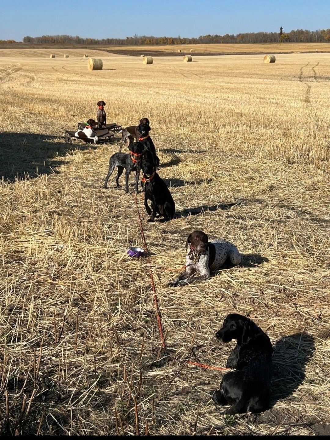 Advanced Pointing Dog Program