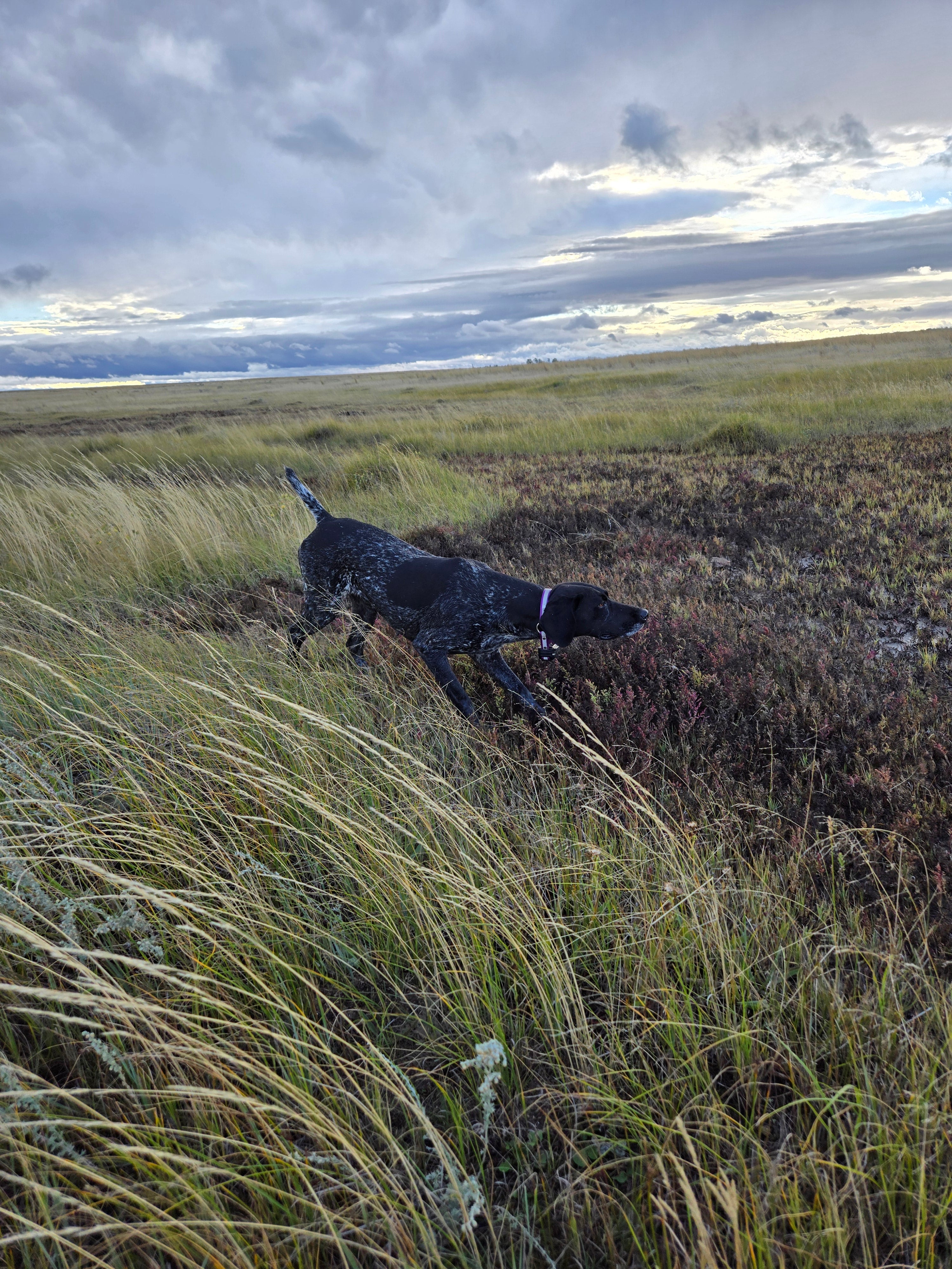 Sporting Dog Programs