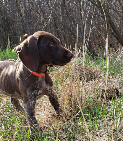 Lone Pine Sporting Dogs - Dog Boarding and Training near Calgary, Alberta