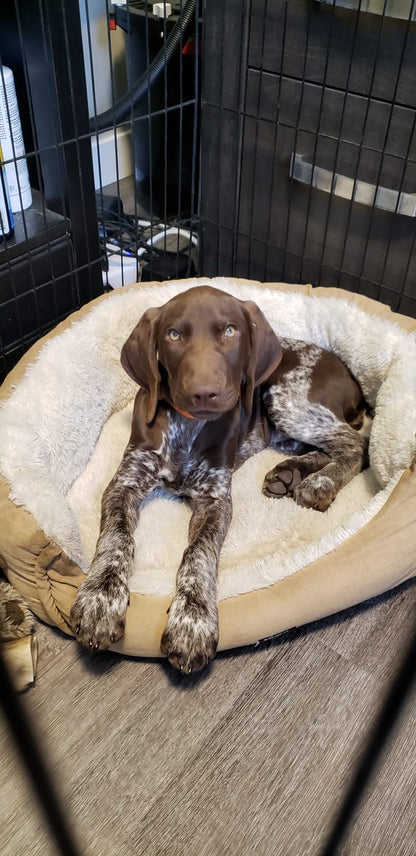 One-on-One Puppy Training Session