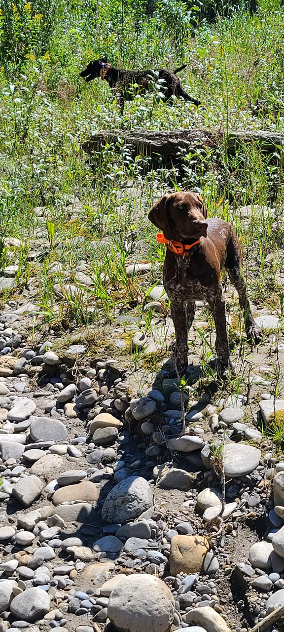 Lone Pine Sporting Dogs - Dog Boarding and Training near Calgary, Alberta
