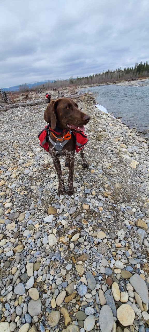 Lone Pine Sporting Dogs - Dog Boarding and Training near Calgary, Alberta