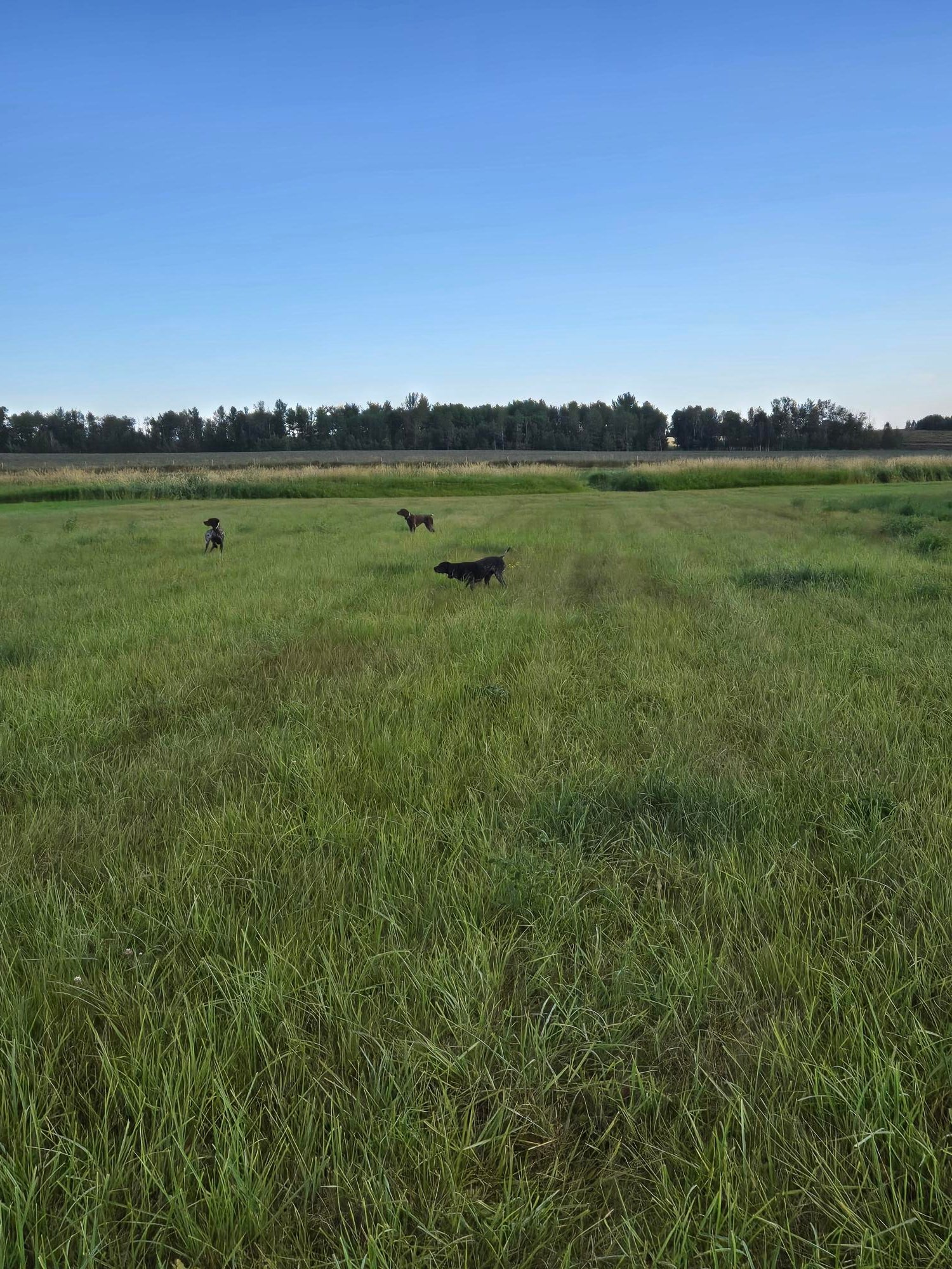 Bird Dog Training Grounds Rental – Hourly · Half Day · Full Day