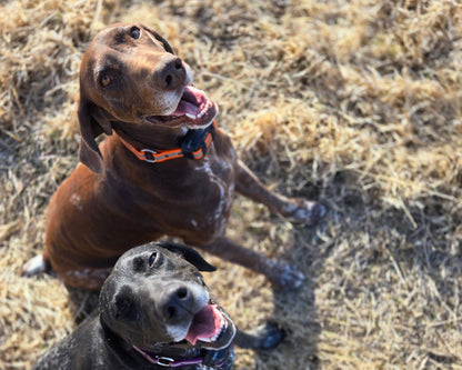Lone Pine Sporting Dogs - Dog Boarding and Training near Calgary, Alberta