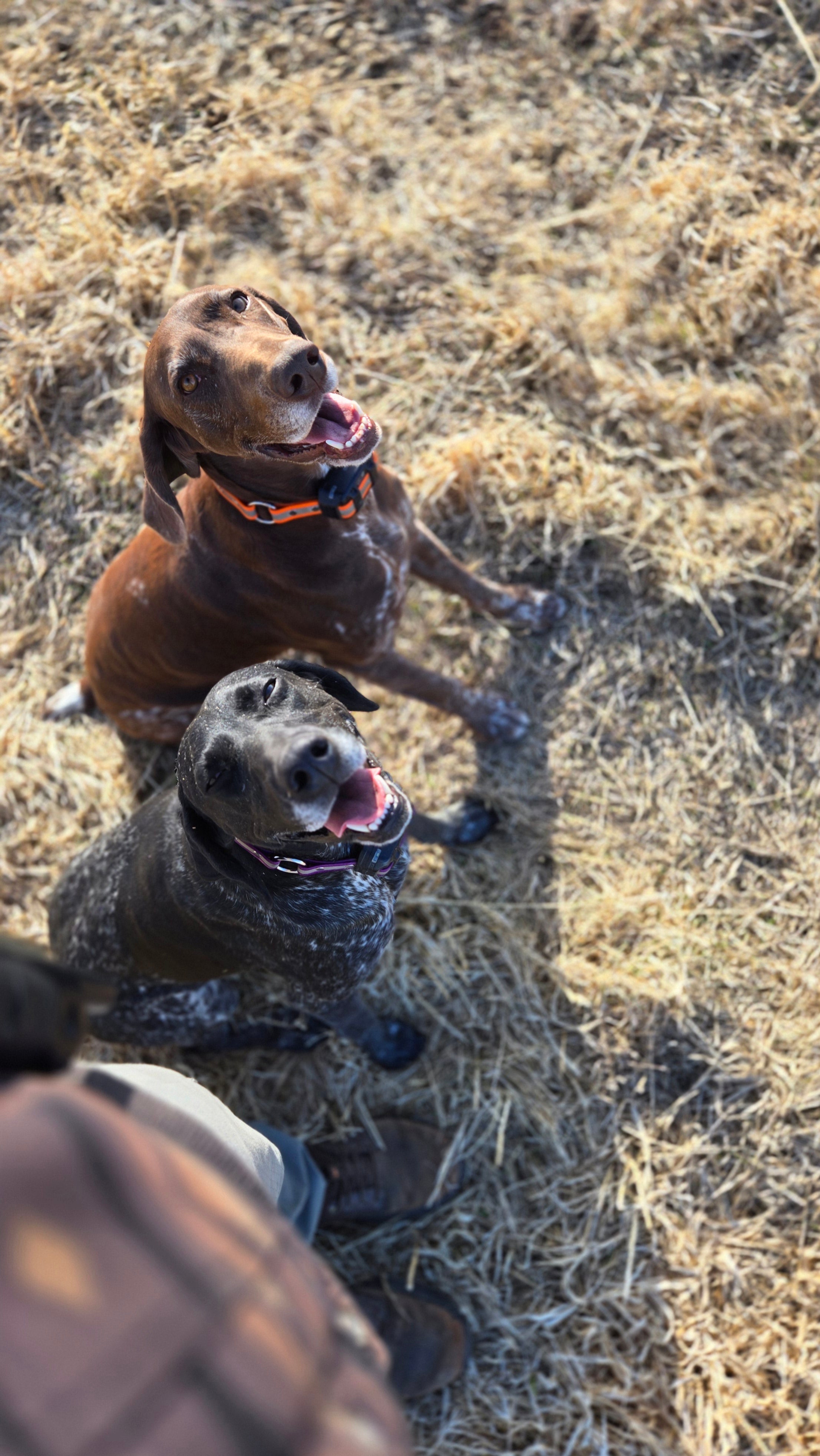Lone Pine Sporting Dogs - Dog Boarding and Training near Calgary, Alberta