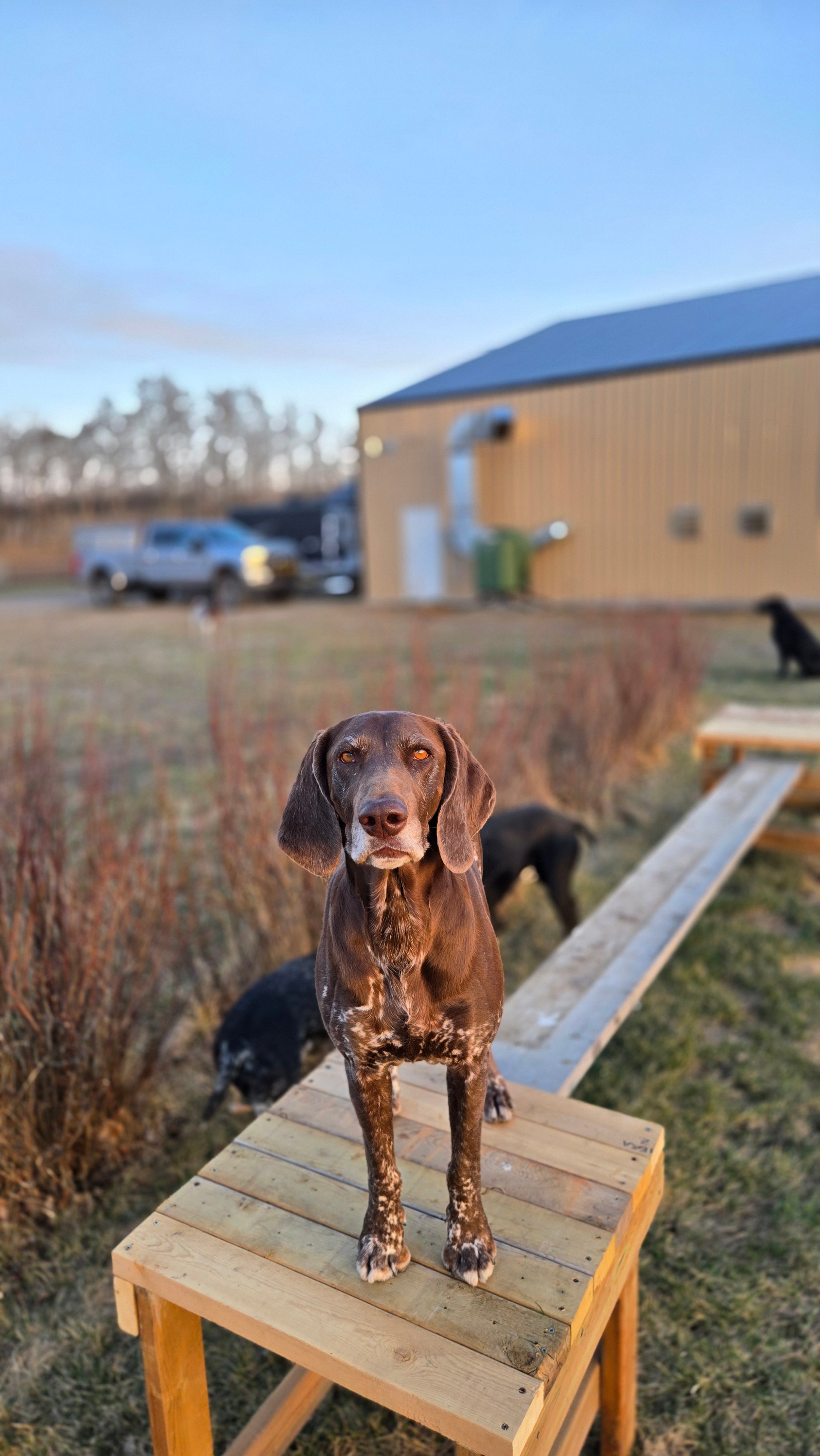 Family Dog Training Programs Overview