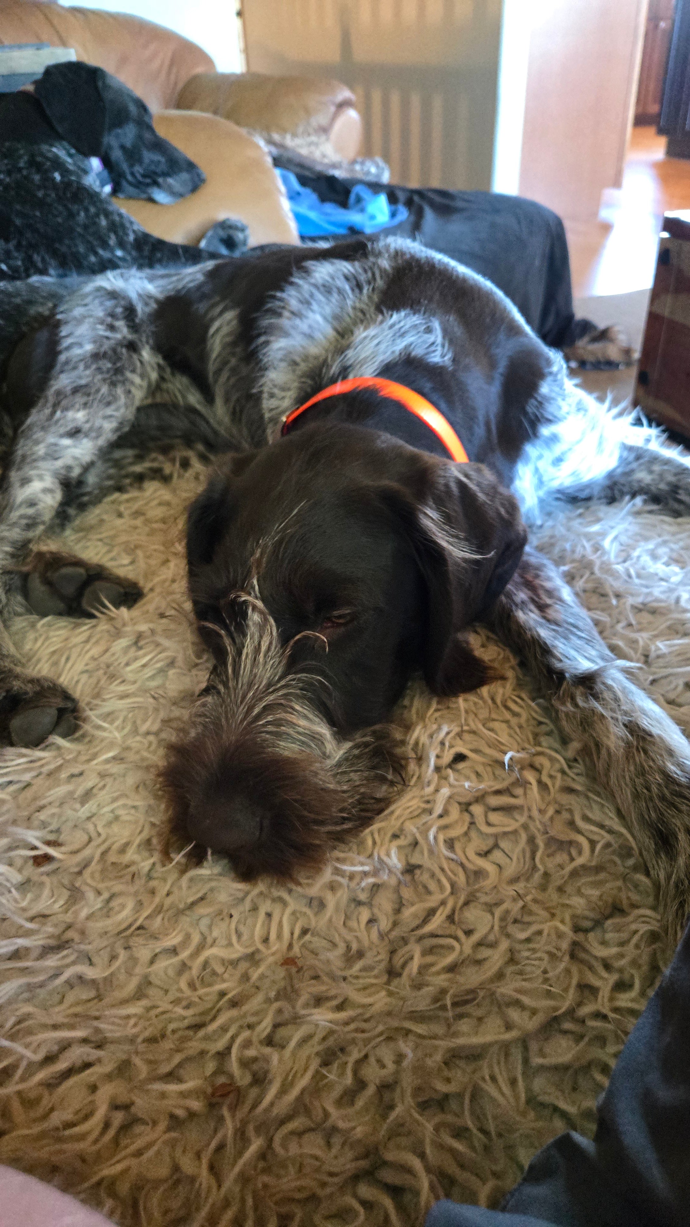 Puppy Start Program – 2 Weeks (Puppy Development & Socialization)
