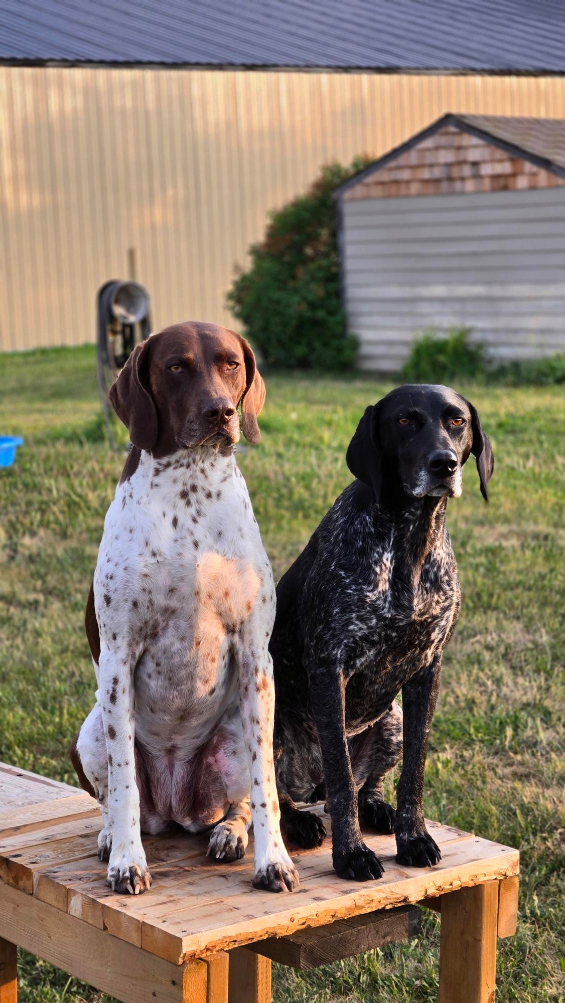 Lone Pine Sporting Dogs - Dog Boarding and Training near Calgary, Alberta