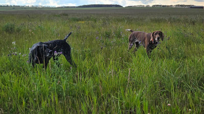 Upland Foundations (Started Dog)