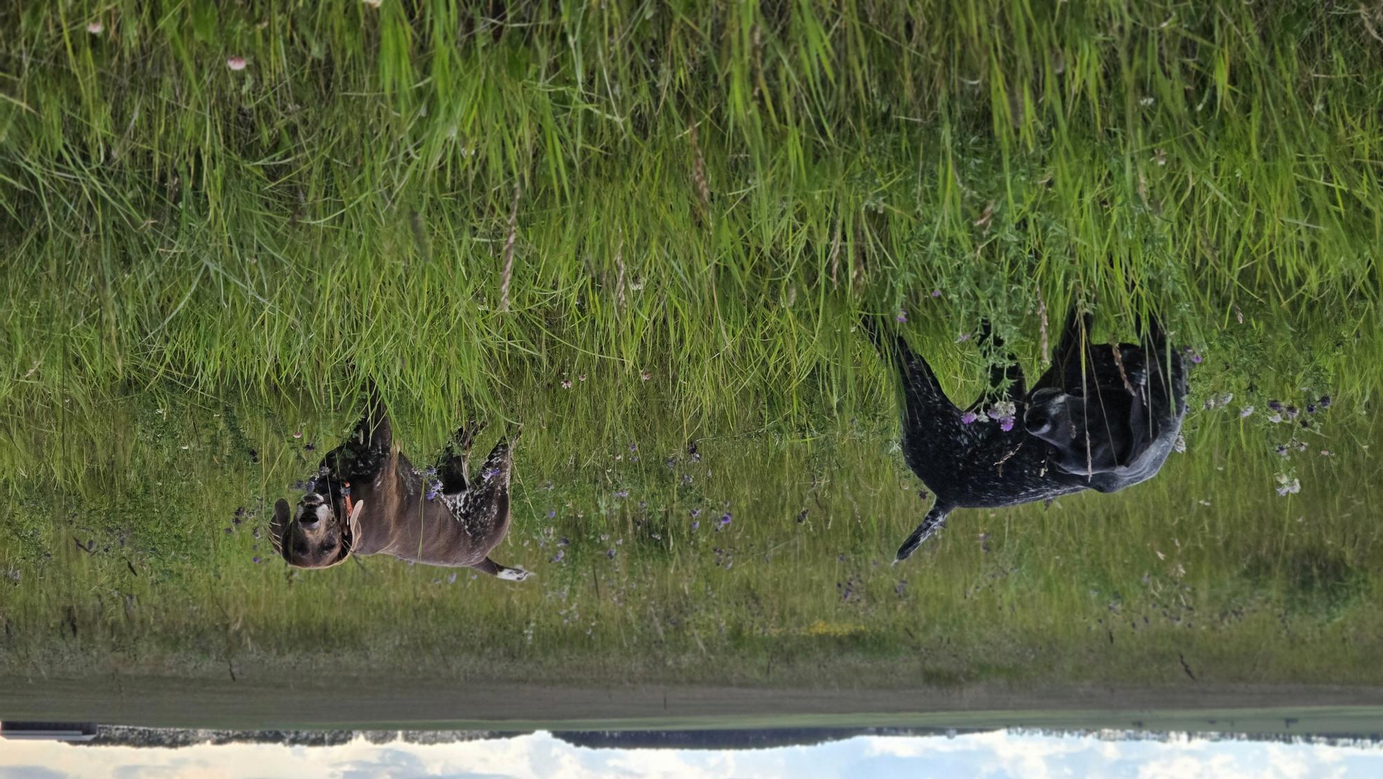 Handler Coaching (Field Sessions)