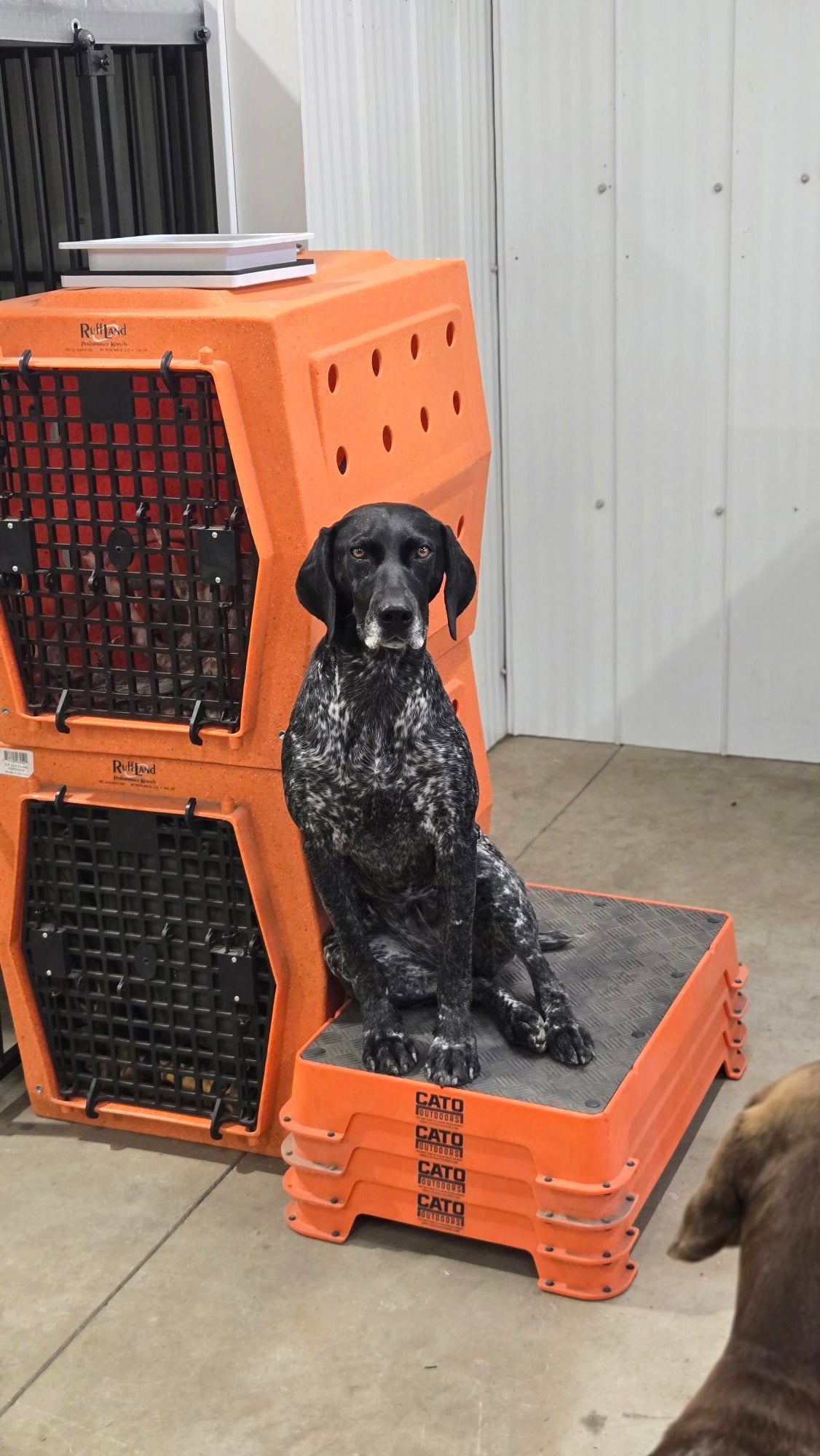 Private Obedience Class (1 Hour)