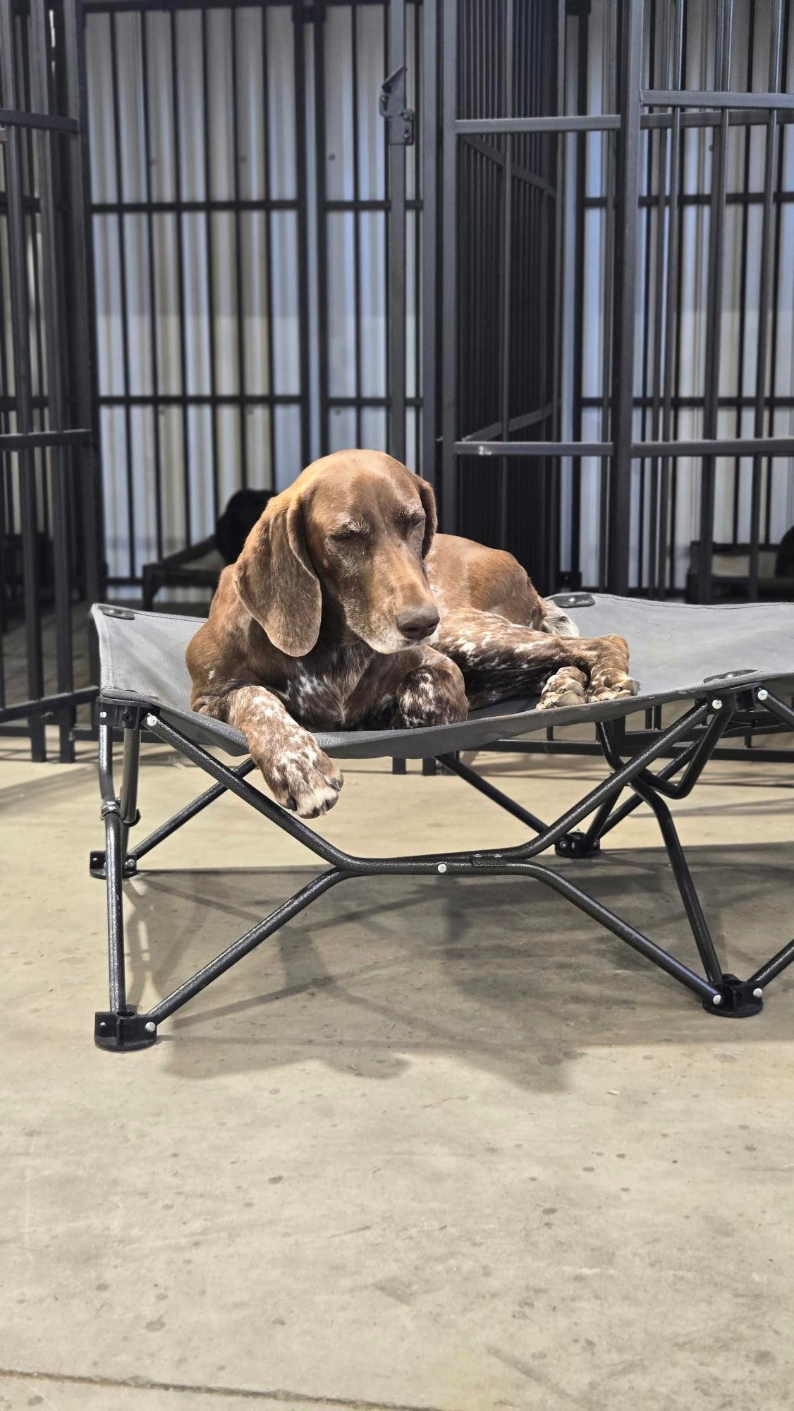 Family Dog Training Programs Overview