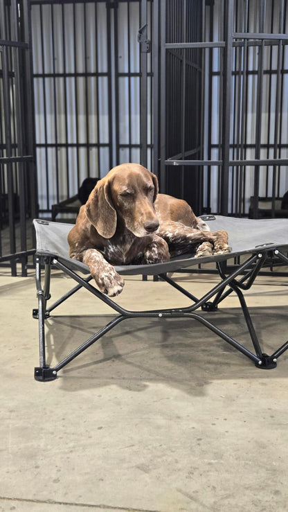 Family Dog Training Programs Overview