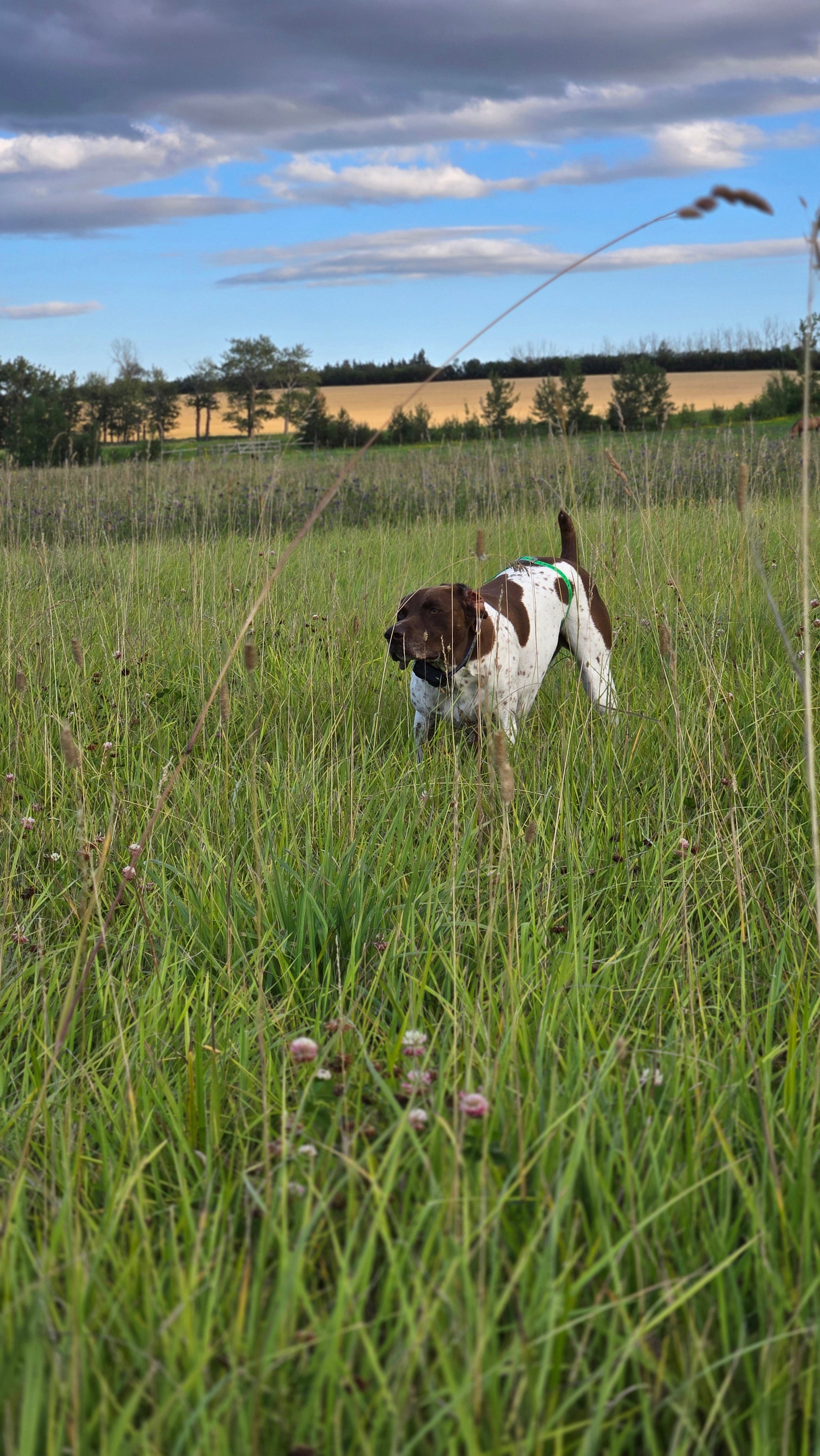 Advanced Pointing Dog Program