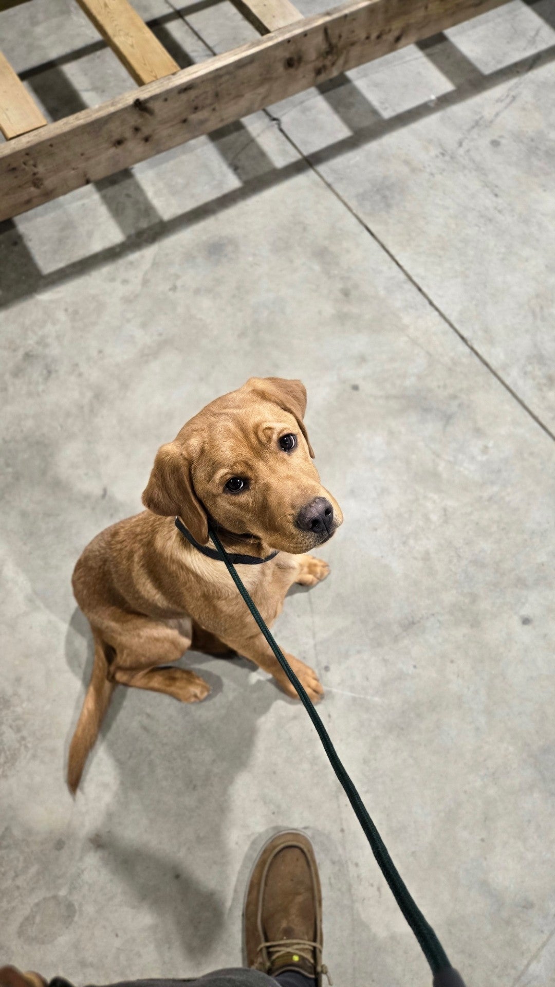 Lone Pine Sporting Dogs - Dog Boarding and Training near Calgary, Alberta