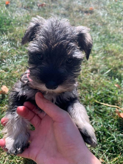 One-on-One Puppy Training Session