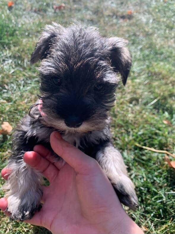 One-on-One Puppy Training Session