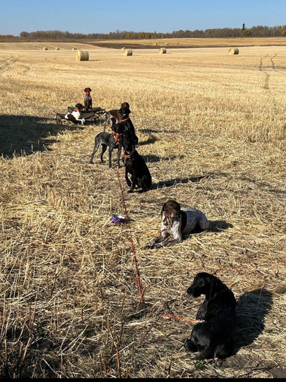 Advanced Pointing Dog Program