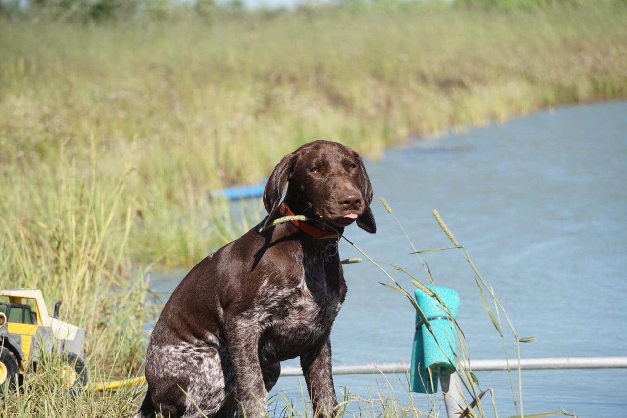Lone Pine Sporting Dogs - Dog Boarding and Training near Calgary, Alberta